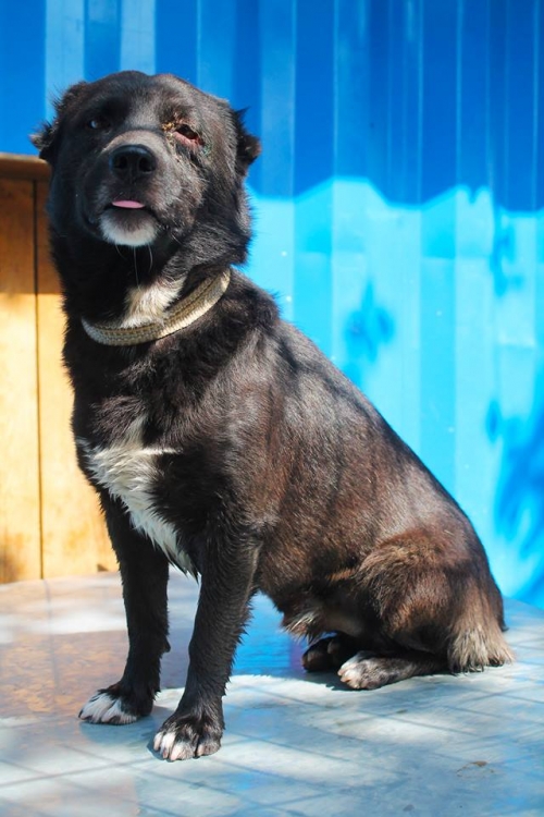 მეტისი ბობი