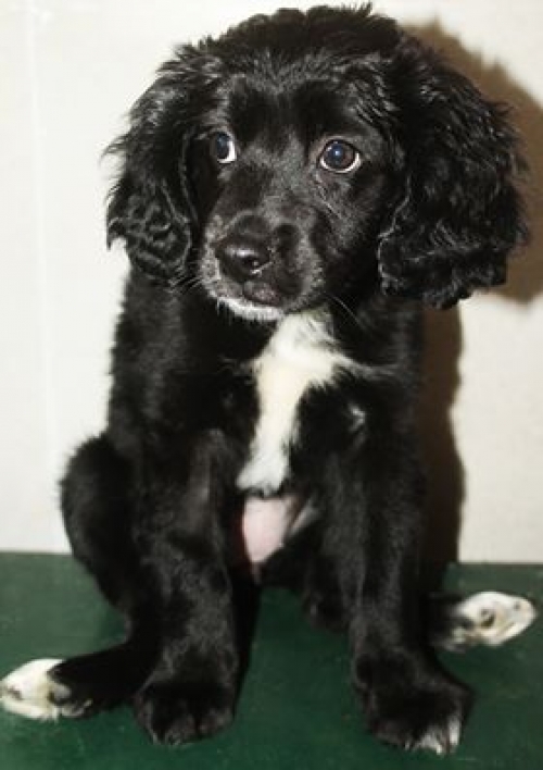 კოკერსპანიელი უსახელო