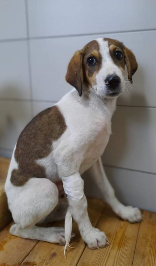 მეტისი ნაფეტრვების გზაზე ნაპოვნი