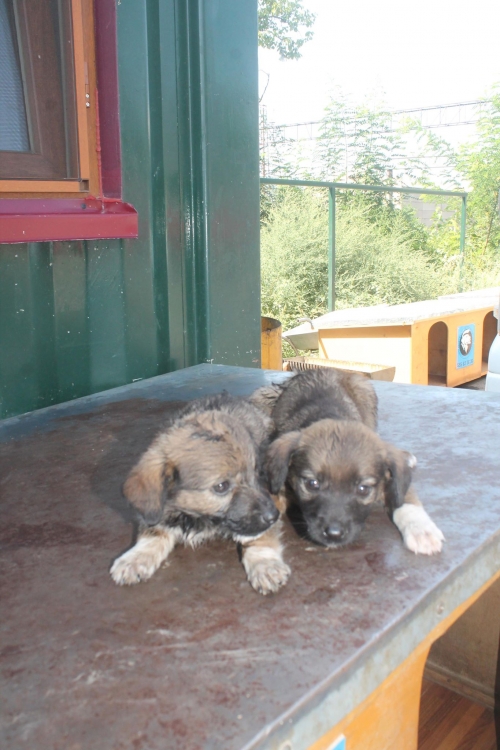 ქართული ქოფაკი უსახელო