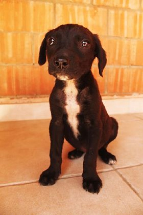 მეტისი უსახელო