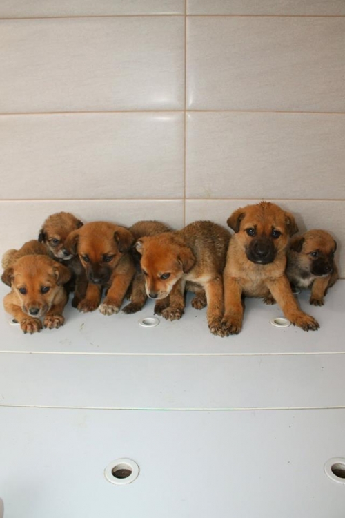 მეტისის ლეკვები უსახელო