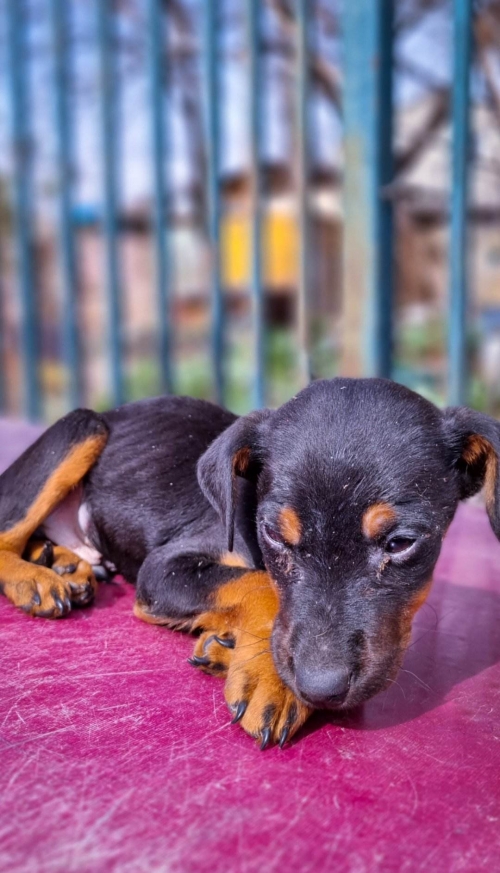 მეტისი კალანდაძეს 13 ნომერი