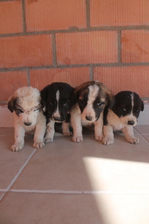 მეტისი უსახელო