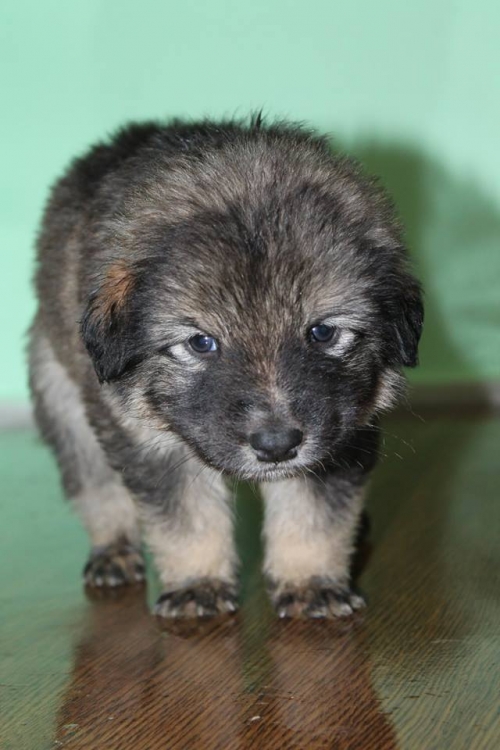 მეტისი უსახელო