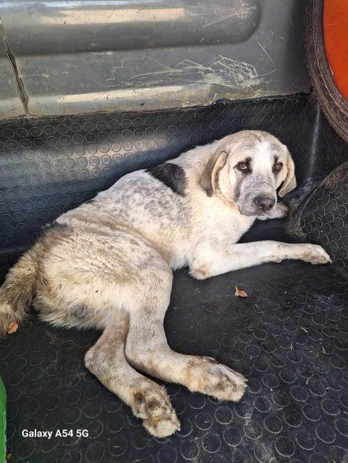 მეტისი მისაქციელი