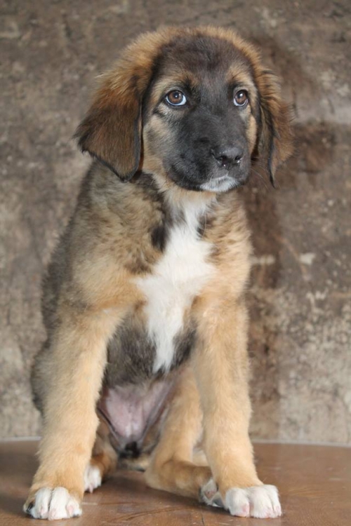 ქართული ქოფაკი უსახელო