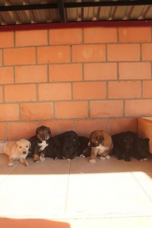 მეტისი უსახელო