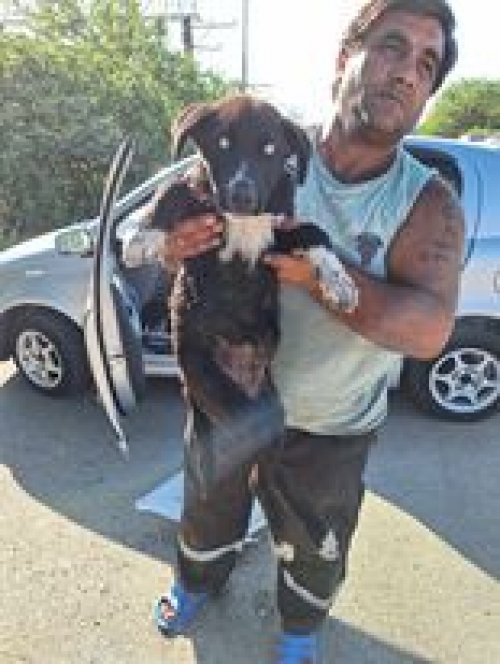 მეტისი ტაბახმელა