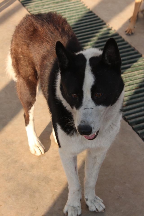 ლაიკა უსახელო