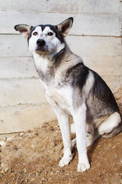 ლაიკა უსახელო