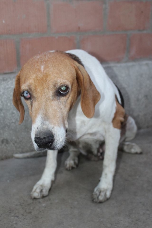 გონჩი ნადირა