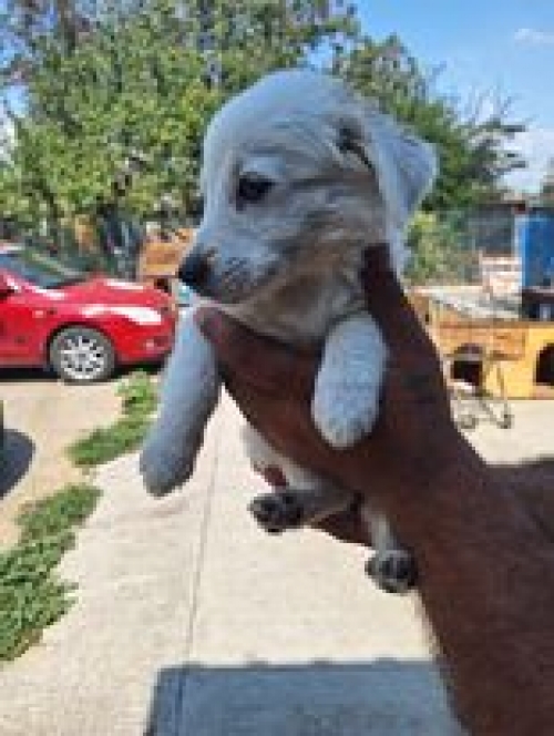 მეტისი წყნეთი