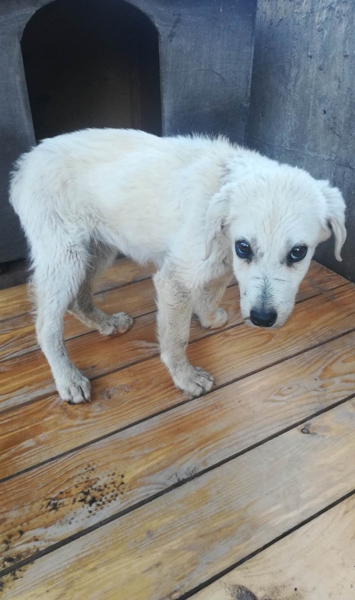 მეტისი ტაბახმელა