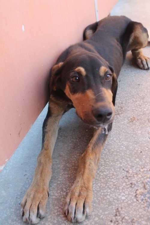 მეტისი უსახელო