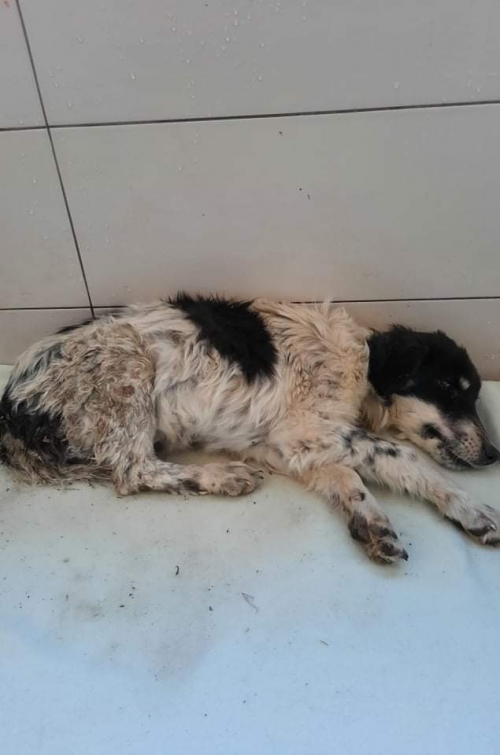 მეტისი უსახელო