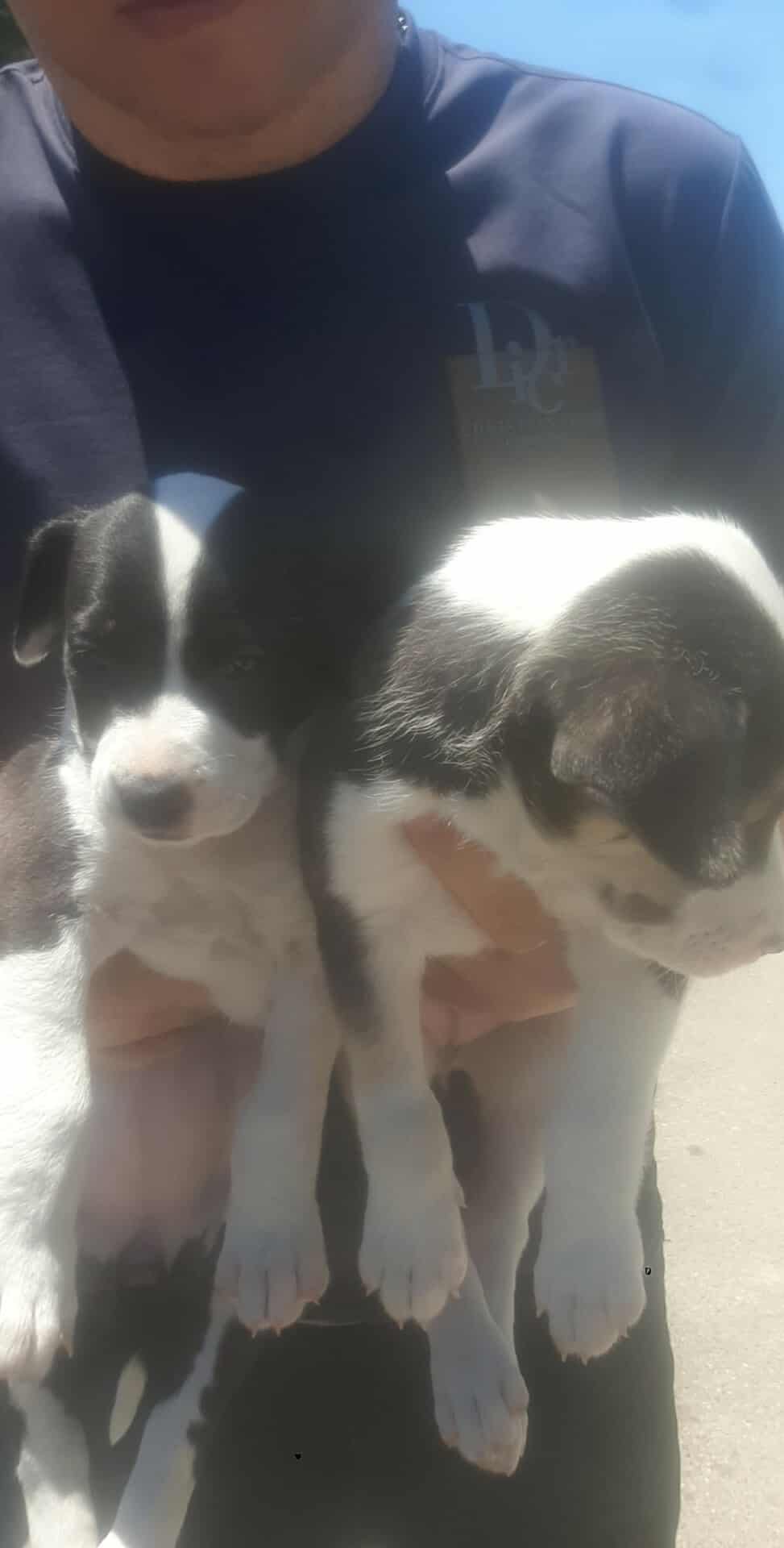 მეტისის 2 ლეკვი. ავლაბარი