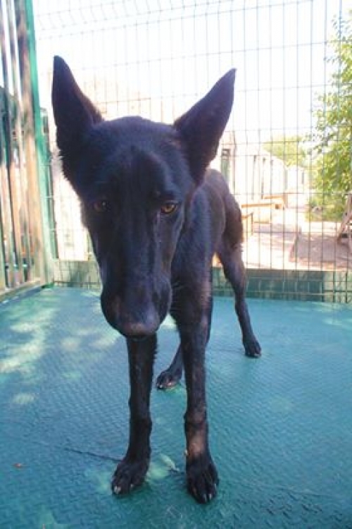 ბელგიური ნაგაზი ლილუ