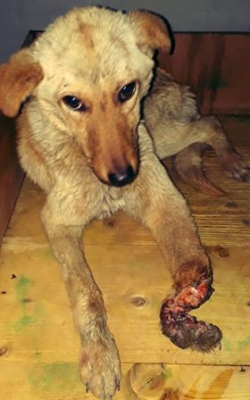 მეტისი უსახელო