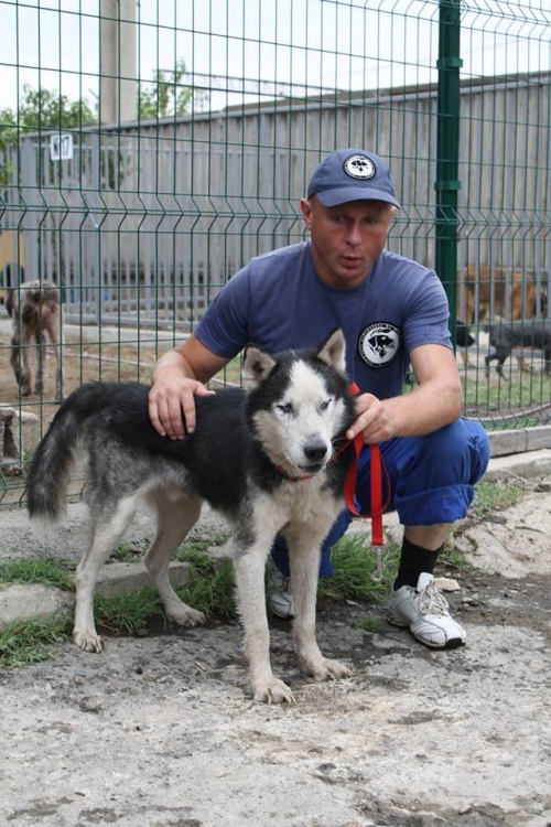 ლაიკა მაქსი