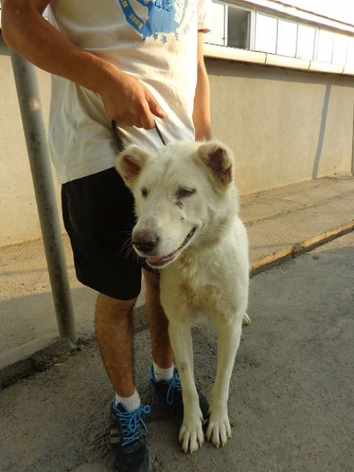 ქართული ქოფაკი ლინდა