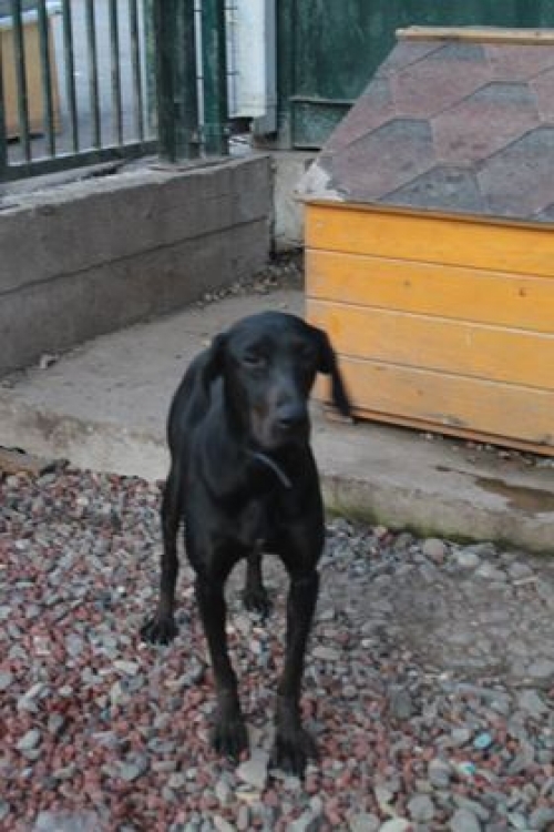 კურცხაარი უსახელო