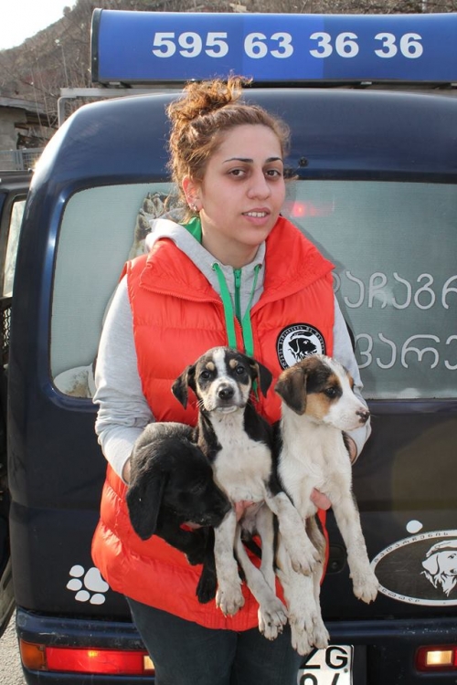 მეტისი უსახელო