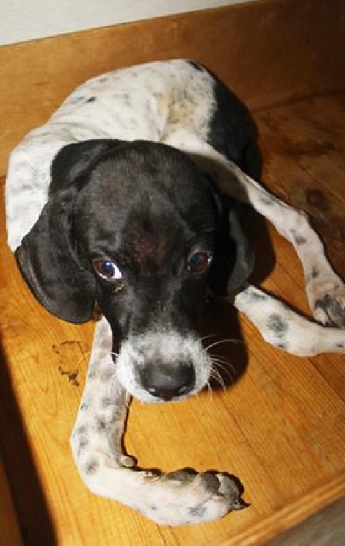 პოინტერი ჯესი