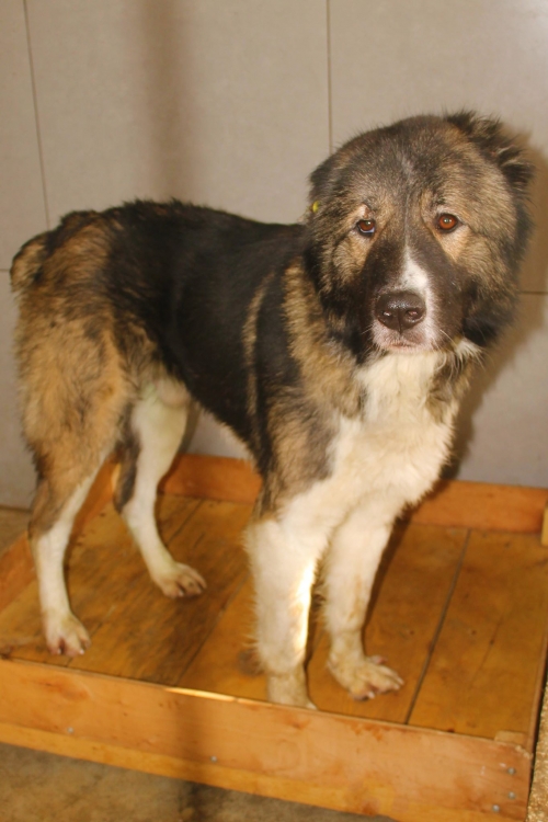 ქართული ნაგაზი უსახელო