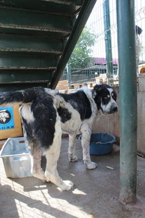 აზიური ნაგაზი მახო