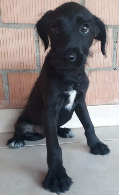 მეტისი უსახელო