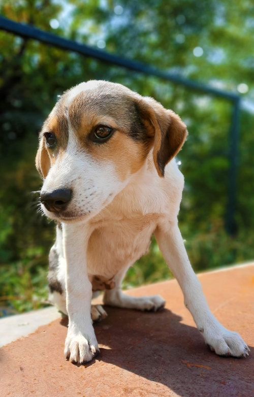 ქართული ქოფაკი უსახელო