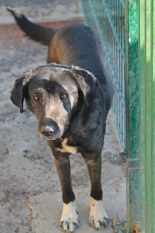 მეტისი უსახელო