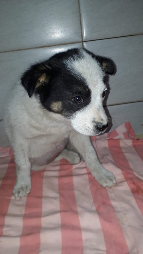 მეტისი უსახელო