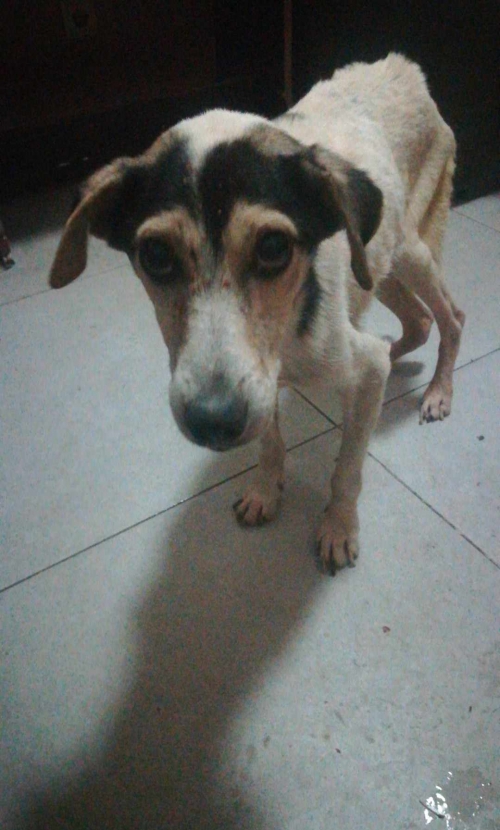 მეტისი თეღიწყაროს რაიონი