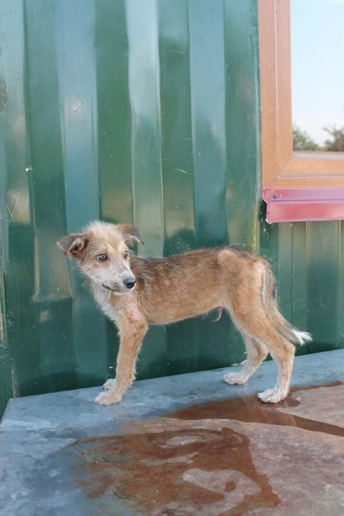 მეტისი უსახელო