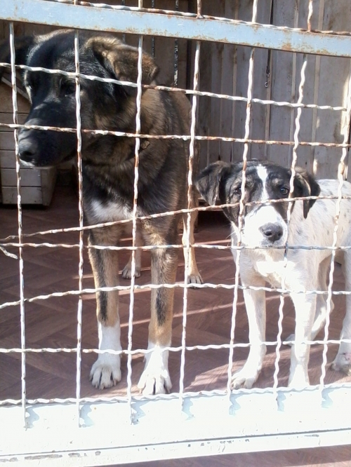 მეტისი ჯეკა და ბასარა