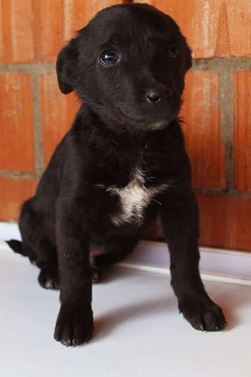 მეტისი უსახელო