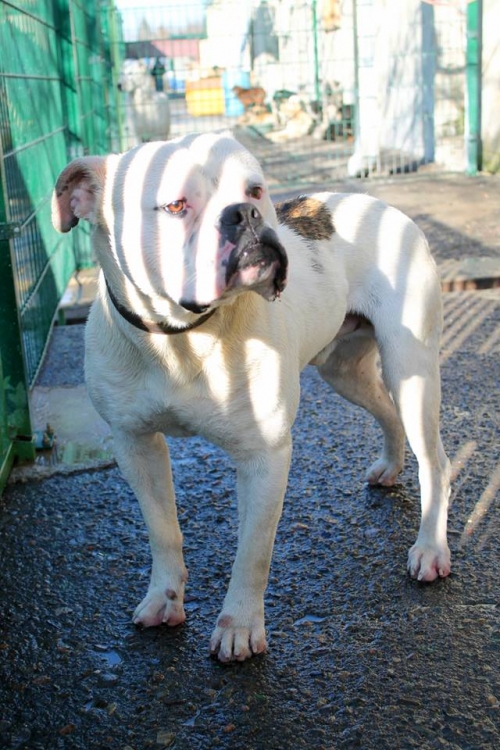 ამერიკული ბულდოგი რენე