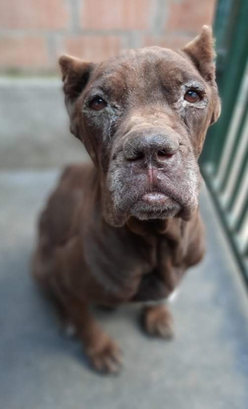 კანე კორსო ჩამოიყვანეს ბათუმიდან