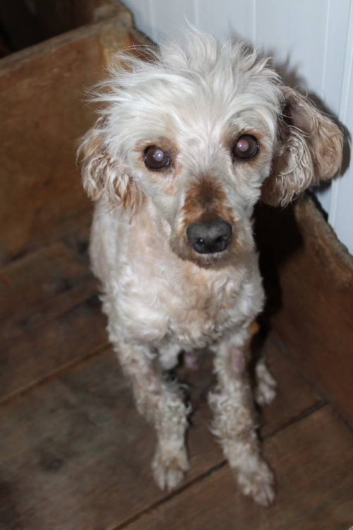 პუდელი უსახელო