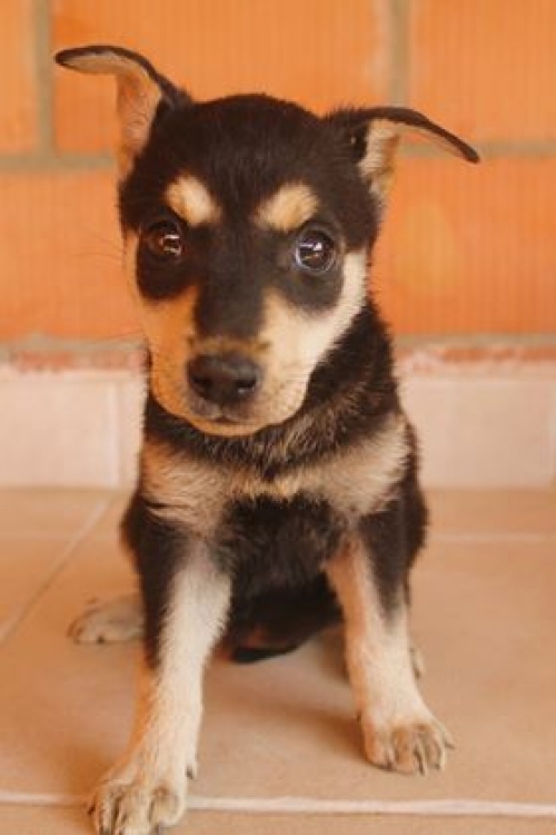 მეტისი უსახელო