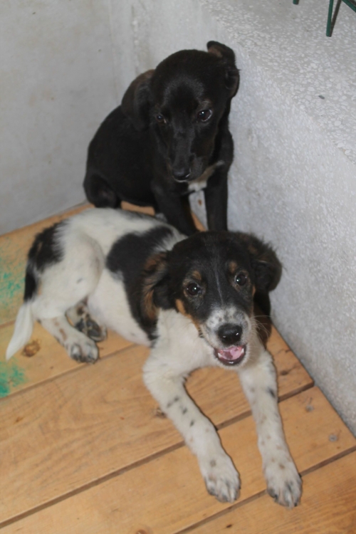 მეტისი უსახელო