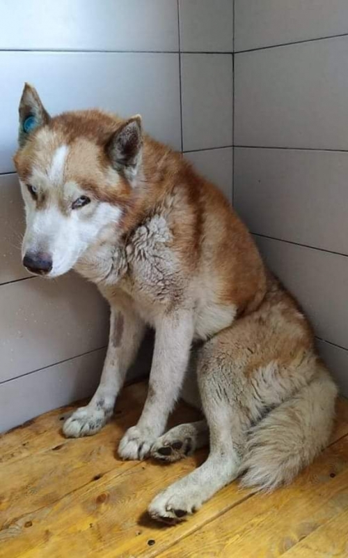 ლაიკა გადმოყვანიკია მუნიციპალურ თავშესაფრიდან