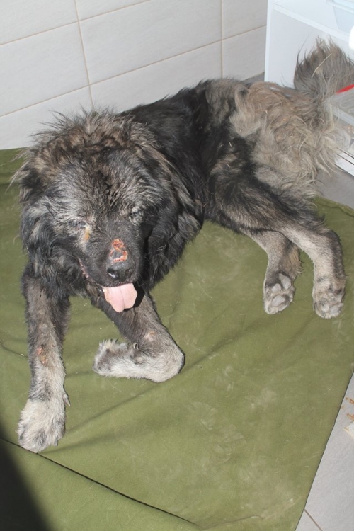 ქართული ნაგაზი ბუთა