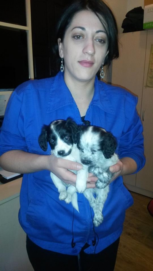 რუსული კოკერ სპანელი უსახელო