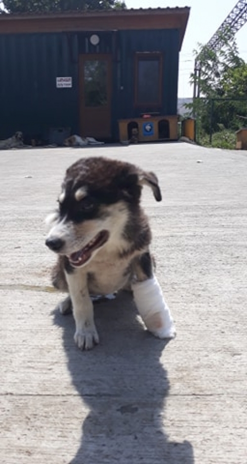 მეტისი უსახელო