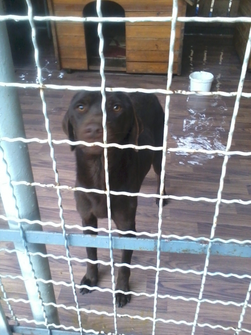 მეტისი რიჟიკა