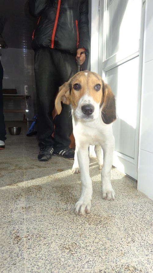 გონჩი უცნობი