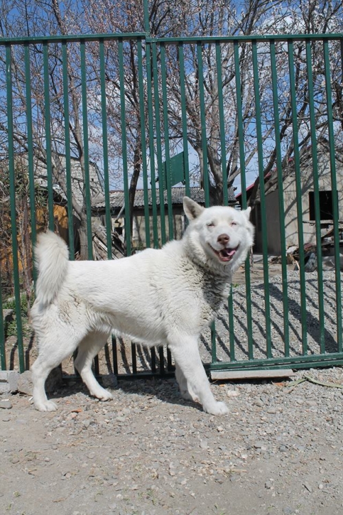 ლაიკა ლინდა